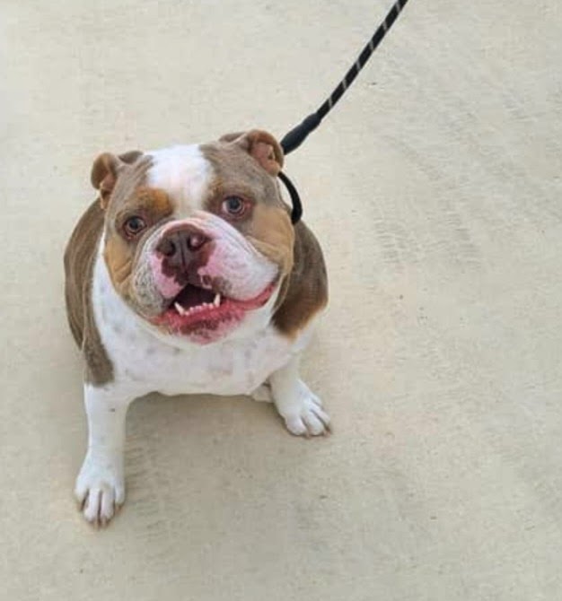 White and tan bulldog standing on a concrete walkway wearing a leash and looking happily at the camera. Fearful Dog Training Success