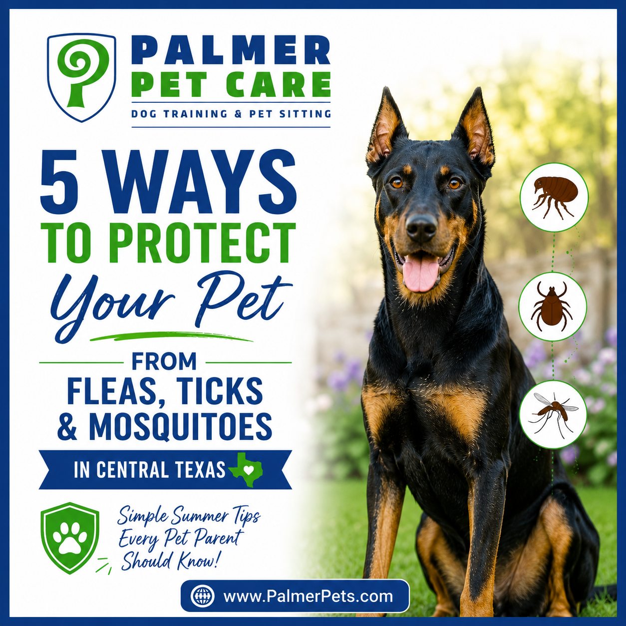 A Beauceron sits in a grassy yard beside illustrations of fleas, ticks, & mosquitoes, promoting five simple ways to protect pets from parasites in Central Texas.