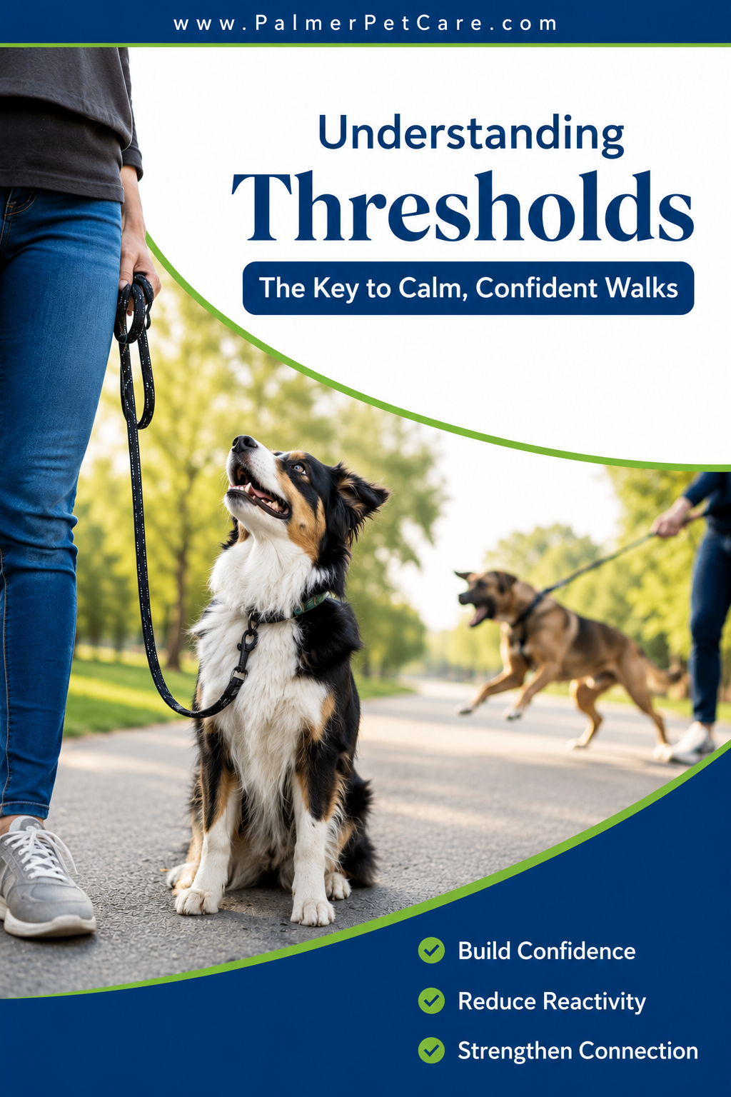 A calm dog walks on a loose leash and checks in with its handler while ignoring another excited dog in the background, demonstrating how staying below a dog's training threshold supports Fear Free, positive reinforcement training.