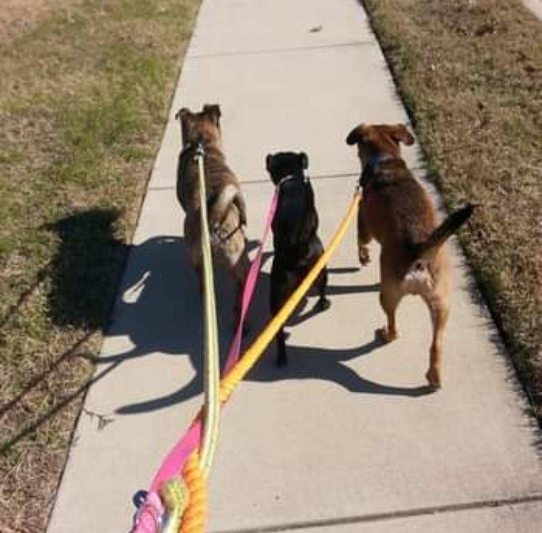 Texas Summer Dog Walks